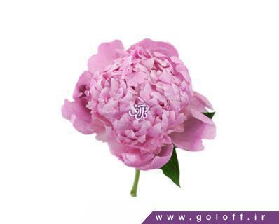 وب سایت فروش گل - گل صد تومانی فرنوشا - Farnosha | گل آف